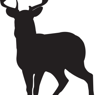 Deer (Buck)