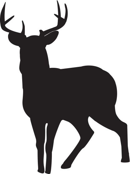 Deer (Buck)